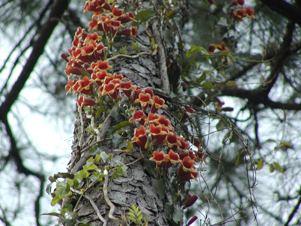 bignonia_capreolata_1